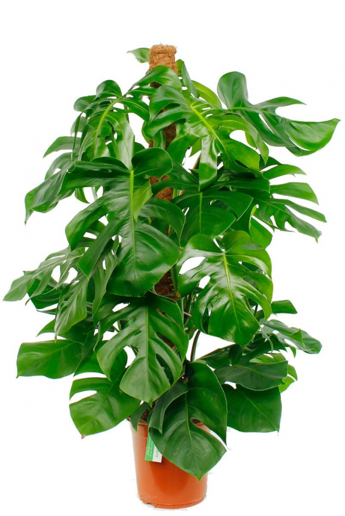Philodendron Monstera