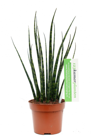 Sansevieria (Bogenhanf) Pflege 123zimmerpflanzen