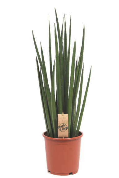 Sansevieria (Bogenhanf) Pflege 123zimmerpflanzen