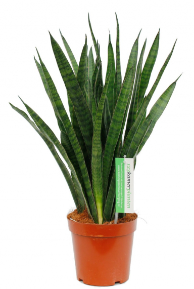 Sansevieria (Bogenhanf) Pflege 123zimmerpflanzen