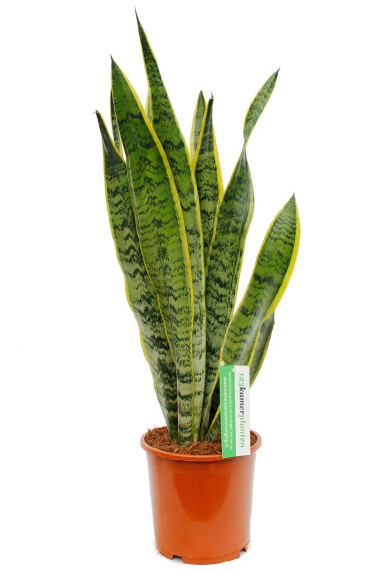 Sansevieria (Bogenhanf) Pflege 123zimmerpflanzen