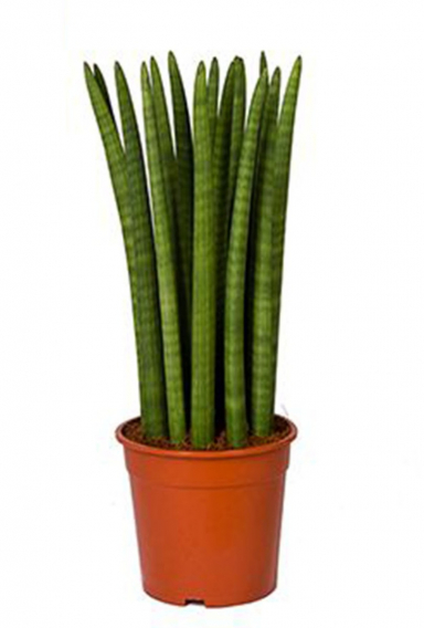 Sansevieria (Bogenhanf) Pflege 123zimmerpflanzen