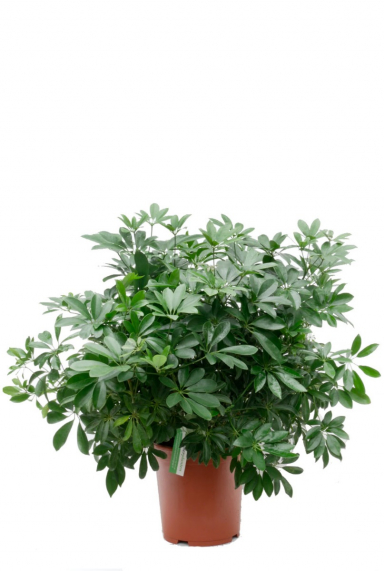 Schefflera (Strahlenaralien) Pflege 123zimmerpflanzen
