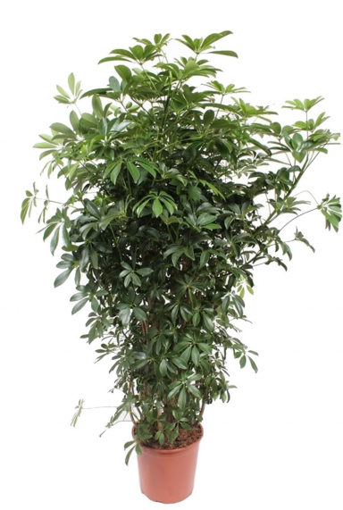 Schefflera (Strahlenaralien) Pflege - 123zimmerpflanzen