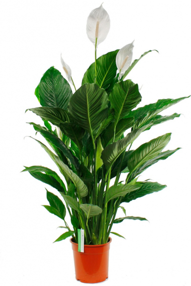 Einblatt (Spathiphyllum) Pflege 123zimmerpflanzen