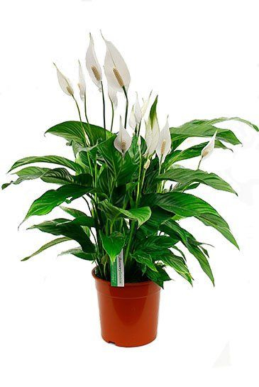 Einblatt (Spathiphyllum) Pflege 123zimmerpflanzen