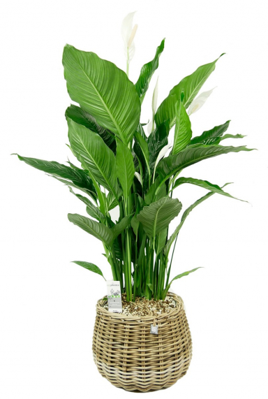 Einblatt (Spathiphyllum) Pflege 123zimmerpflanzen