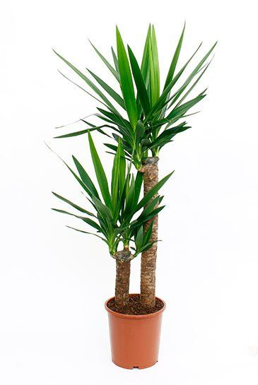 Yucca Palme (Palmlilie) Pflege - 123zimmerpflanzen Yucca Palme (Palmlilie) Pflege - 123zimmerpflanzen