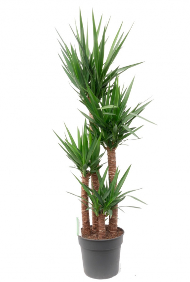 Yucca Palme (Palmlilie) Pflege 123zimmerpflanzen