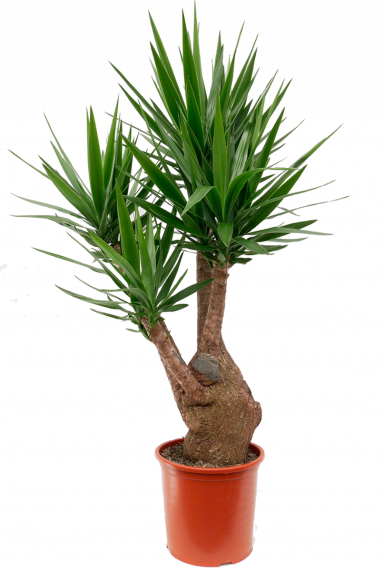 Yucca Palme (Palmlilie) Pflege 123zimmerpflanzen