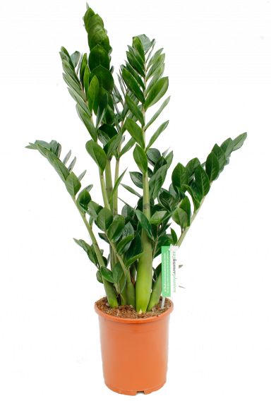 Zamioculcas (Glücksfeder) Pflege 123zimmerpflanzen