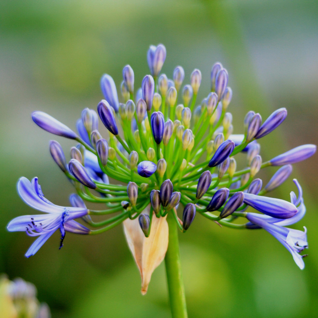 Agapanthus 