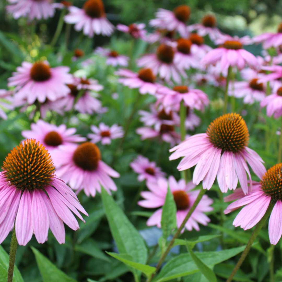 Echinacea