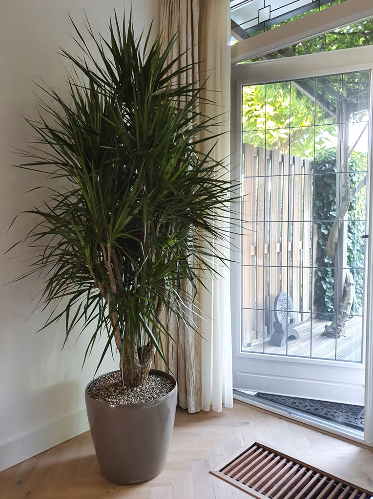 Dracaena für das Büro