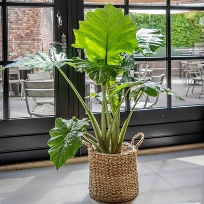 Alocasia Portadora im Korb Wohnzimmer