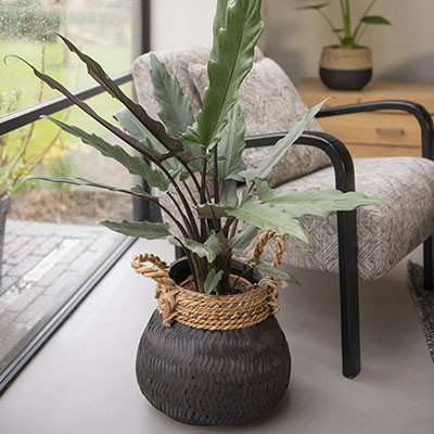 Alocasia im Körbe im Wohnzimmer