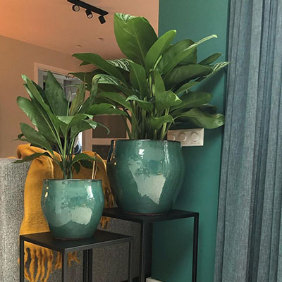 Aglaonema im Topf im Wohnzimmer