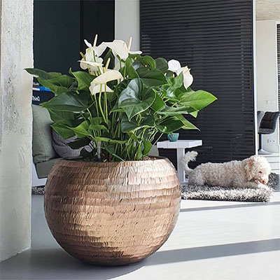 Anthurium im Topf wohnzimmer