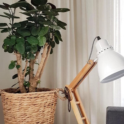 Aralia im Körbe im Wohnzimmer