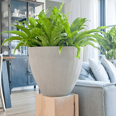 Asplenium im Topf im Wohnzimmer