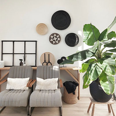 Bananenpflanze im Topf im Wohnzimmer