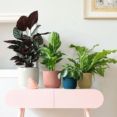 Calathea Leopardina im Topf im Wohnzimmer