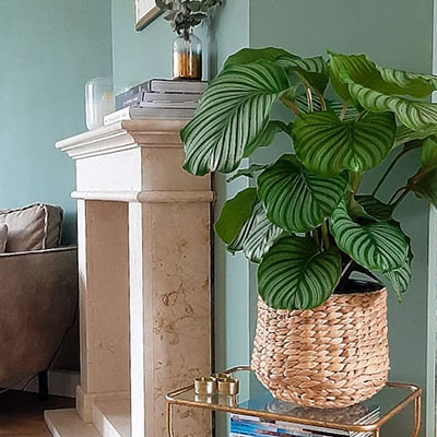 Calathea im Topf im Wohnzimmer