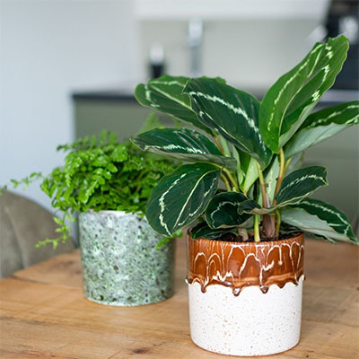 Calathea im Topf im Wohnzimmer