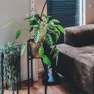 Calathea Leopardina im Topf im Wohnzimmer