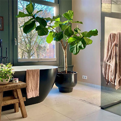 Ficus im topf badezimmer