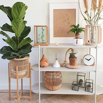 Ficus Lyrata im Topf Wohnzimmer