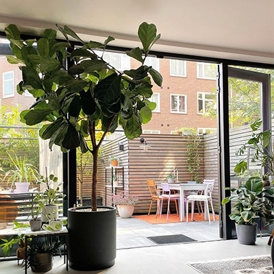 Ficus im Topf im Wohnzimmer