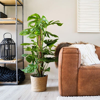 Monstera im Körbe wohnzimmer 