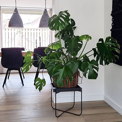 Philodendron Monstera im Korb Wohnzimmer