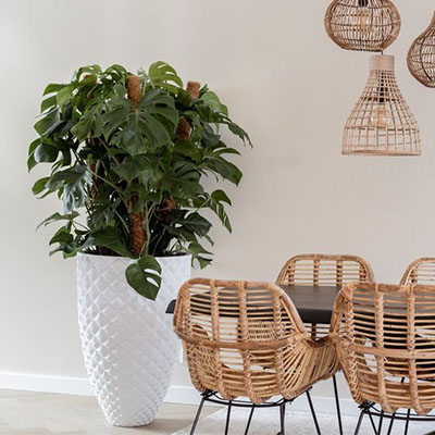 Monstera Pertusem im Topf Wohnzimmer