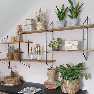 Pilea im Topf im Wohnzimmer