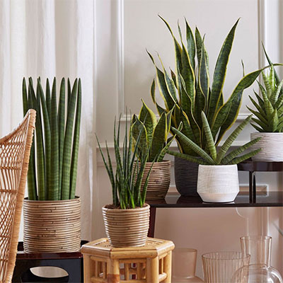 Sansevieria Fernwood im Topf wohnzimmer