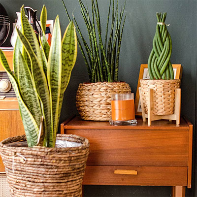 Sansevieria Laurentii im Korb Wohnzimmer