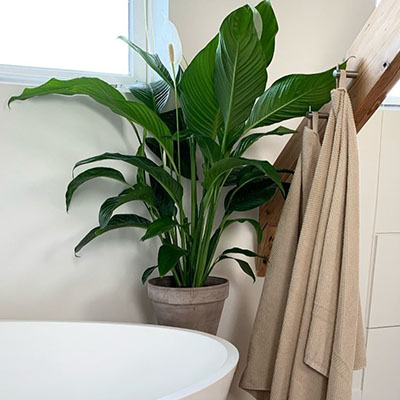 Spathiphyllum im topf badezimmer