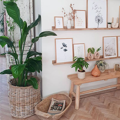 Strelitzia im Topf im Wohnzimmer