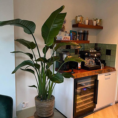 Strelitzia Nicolai im Topf Wohnzimmer