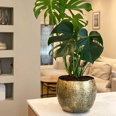 Monstera im Topf Wohnzimmer