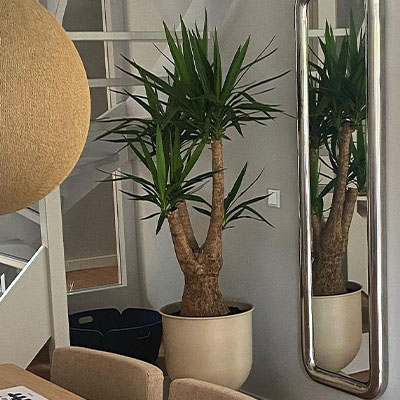 Yucca im Topf im Wohnzimmer