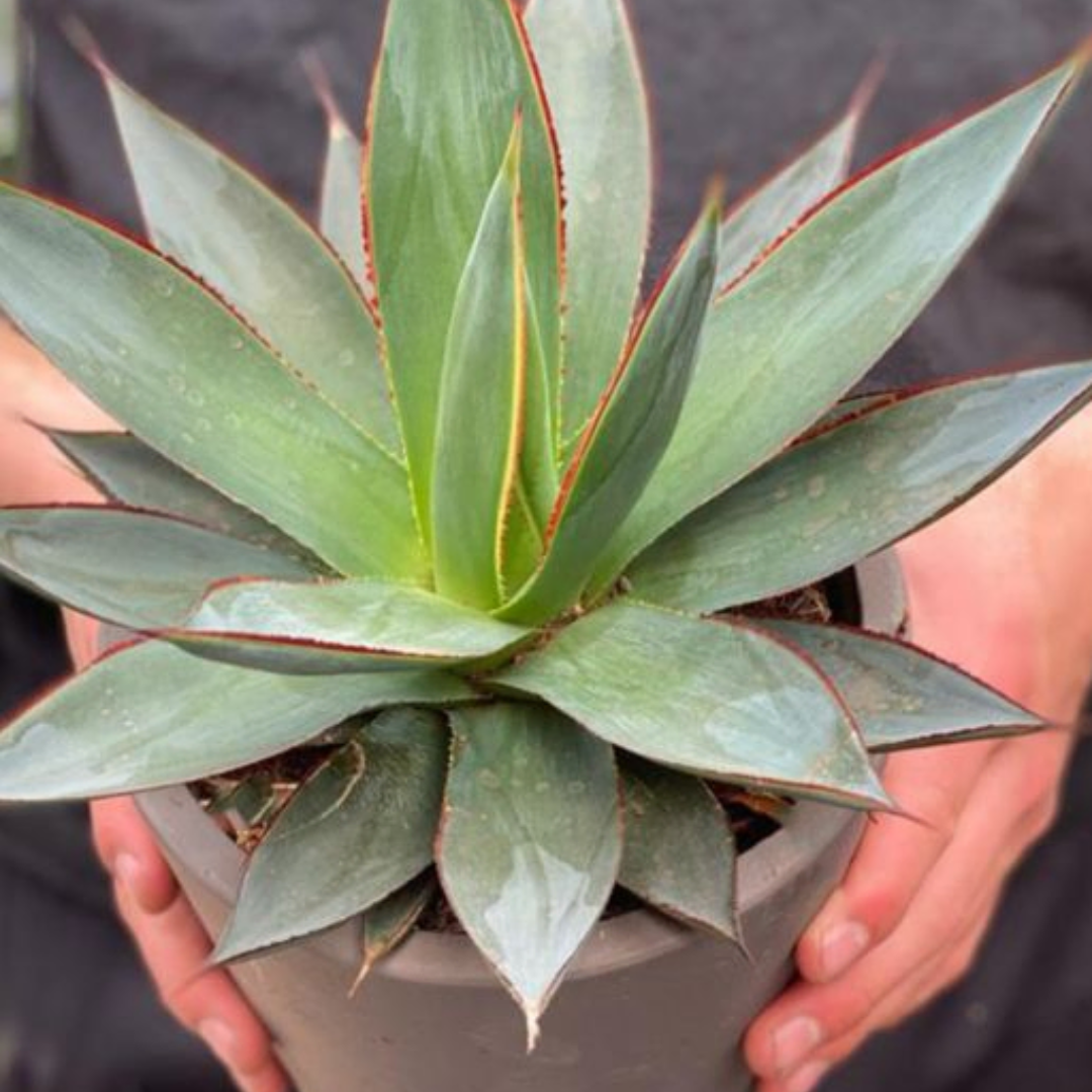 Agave Shaka Zulu
