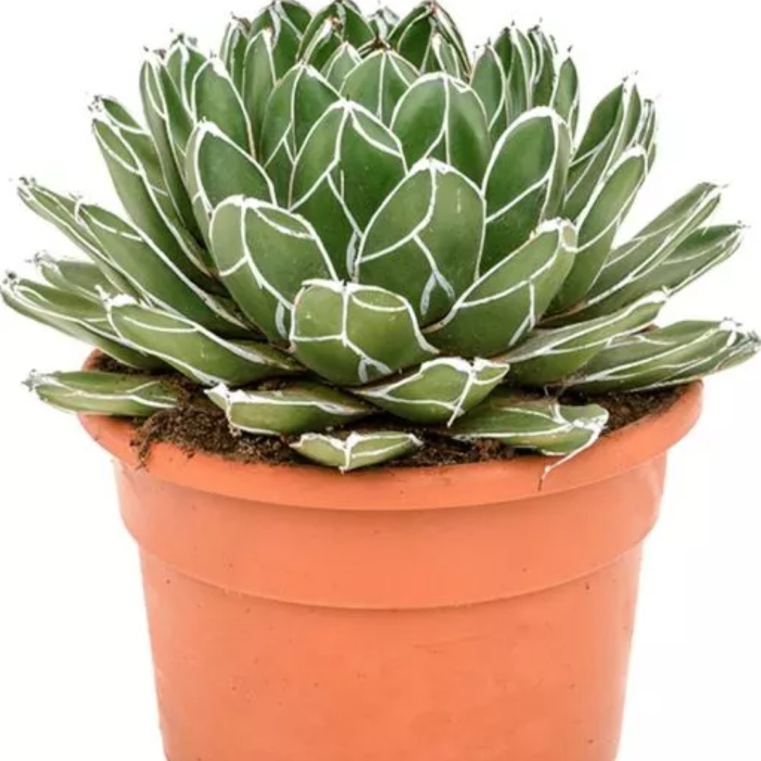 Agave Victoria Reginae