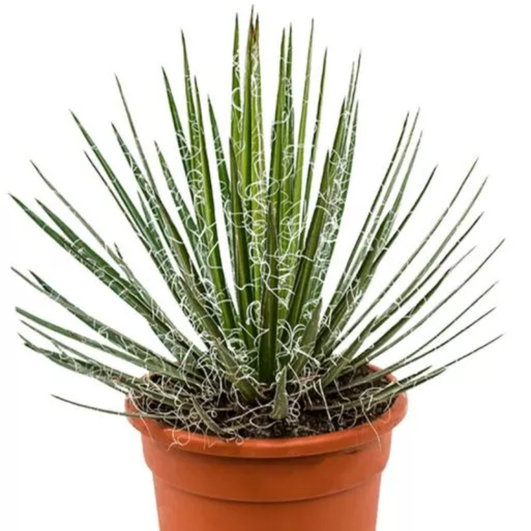 Agave filifera - Jahrhundertpflanze