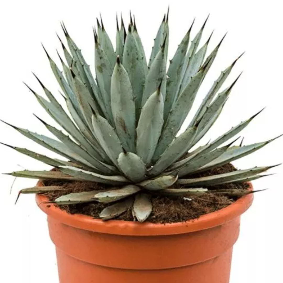 Agave macroacantha 
