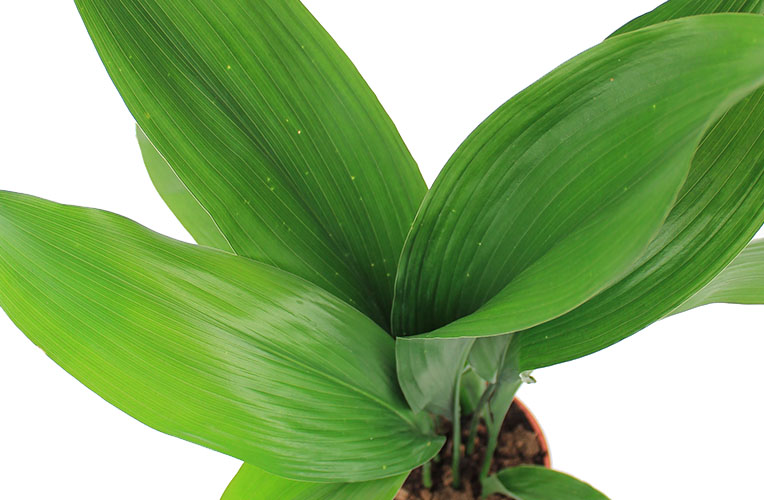 Aspidistra in voller Blüte