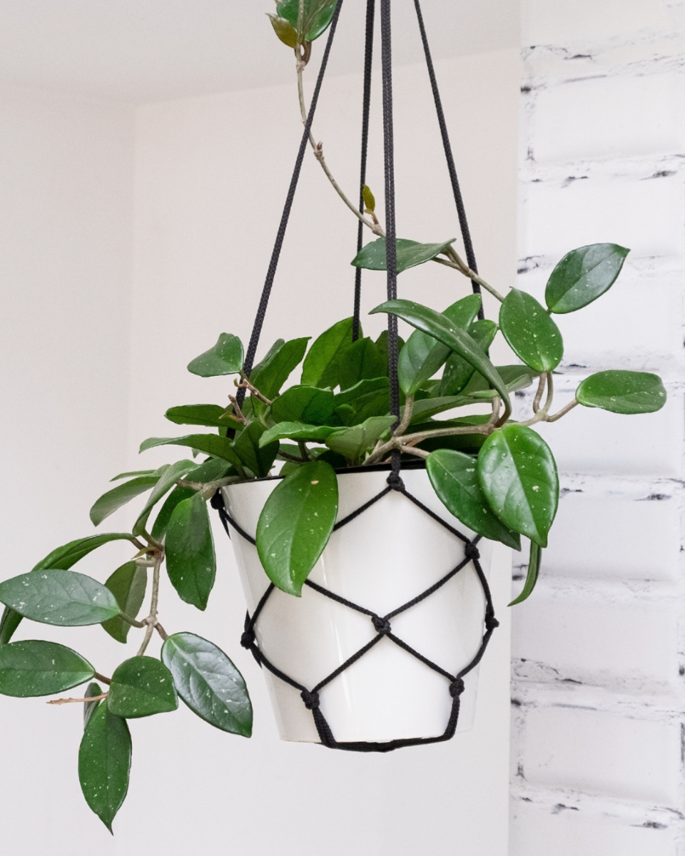 Licht und Wärme fur Hoya Licht und Wärme fur Hoya