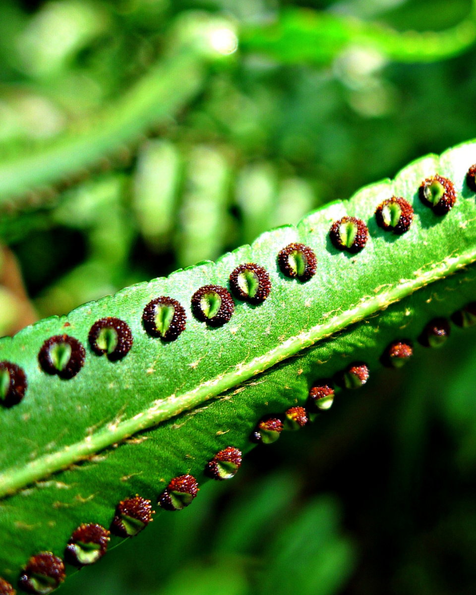 Sporen von Krausfern 